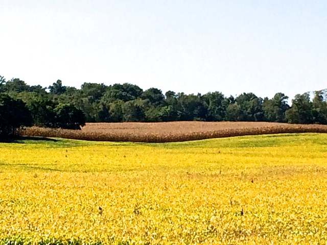 Photo taken about a mile west of Charles Town on West Virginia Highway 13.