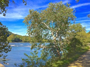 Sycamore on the Potomac