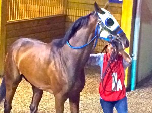 The equine version of Sargent Schultz